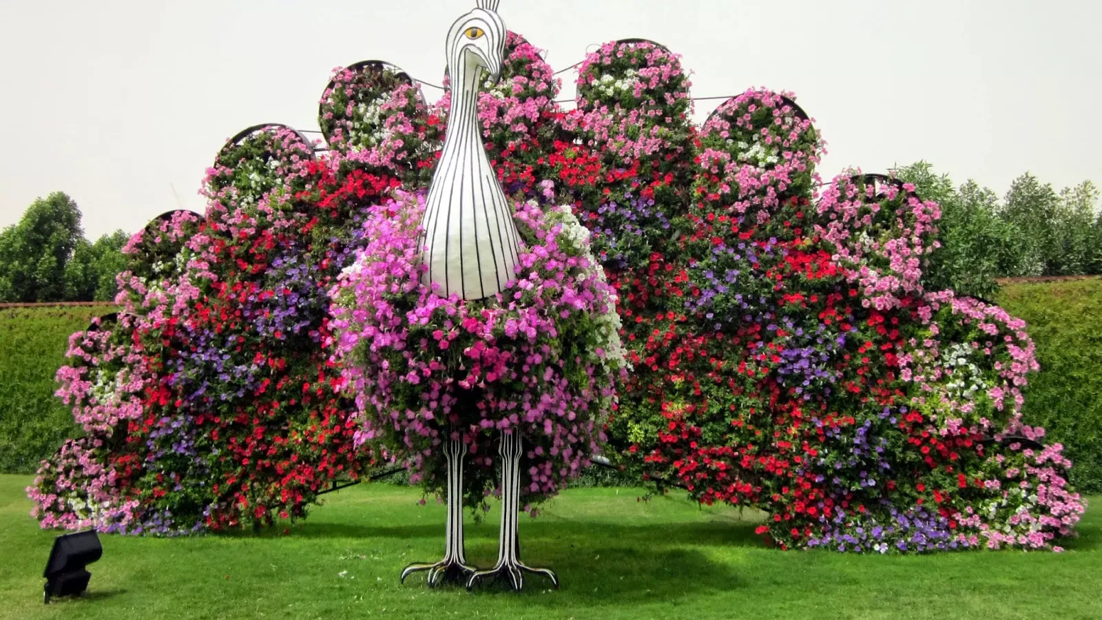 Dubai Miracle Garden Tickets – World’s Largest Flower Garden Experience  photo 2