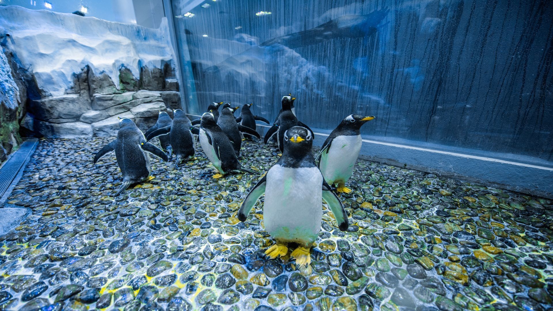 Dubai Aquarium and Underwater Zoo Tickets featured photo