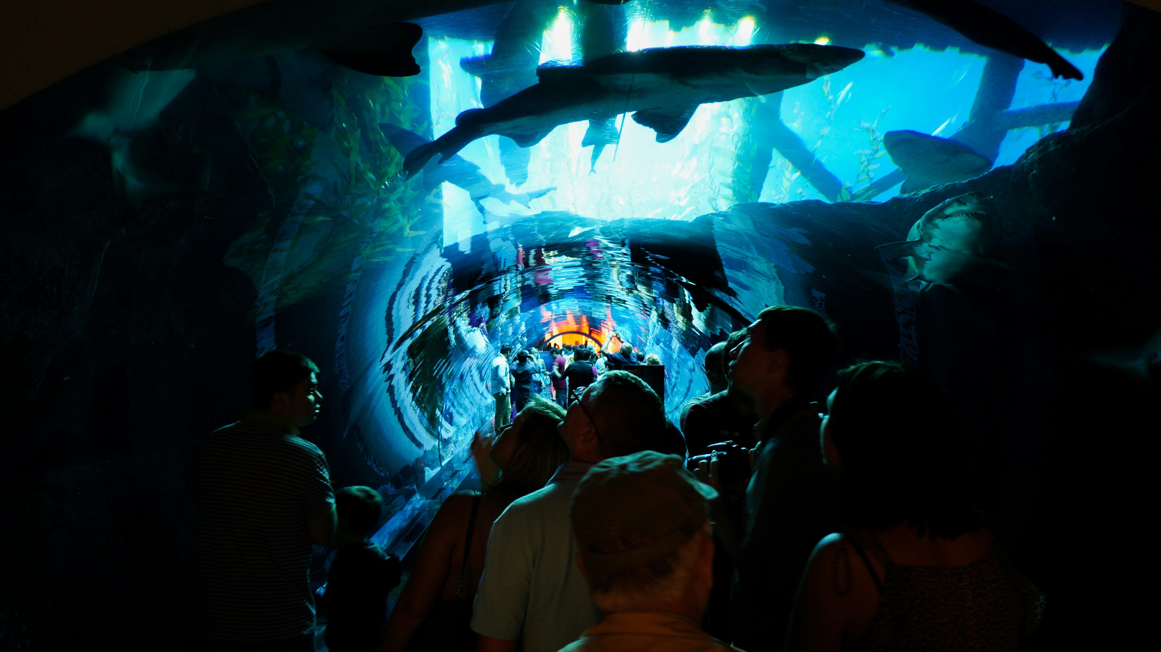 Dubai Aquarium and Underwater Zoo Tickets photo 2