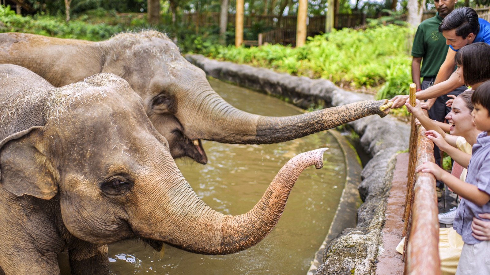 Singapore Zoo Tickets | Wildlife & Tram Rides