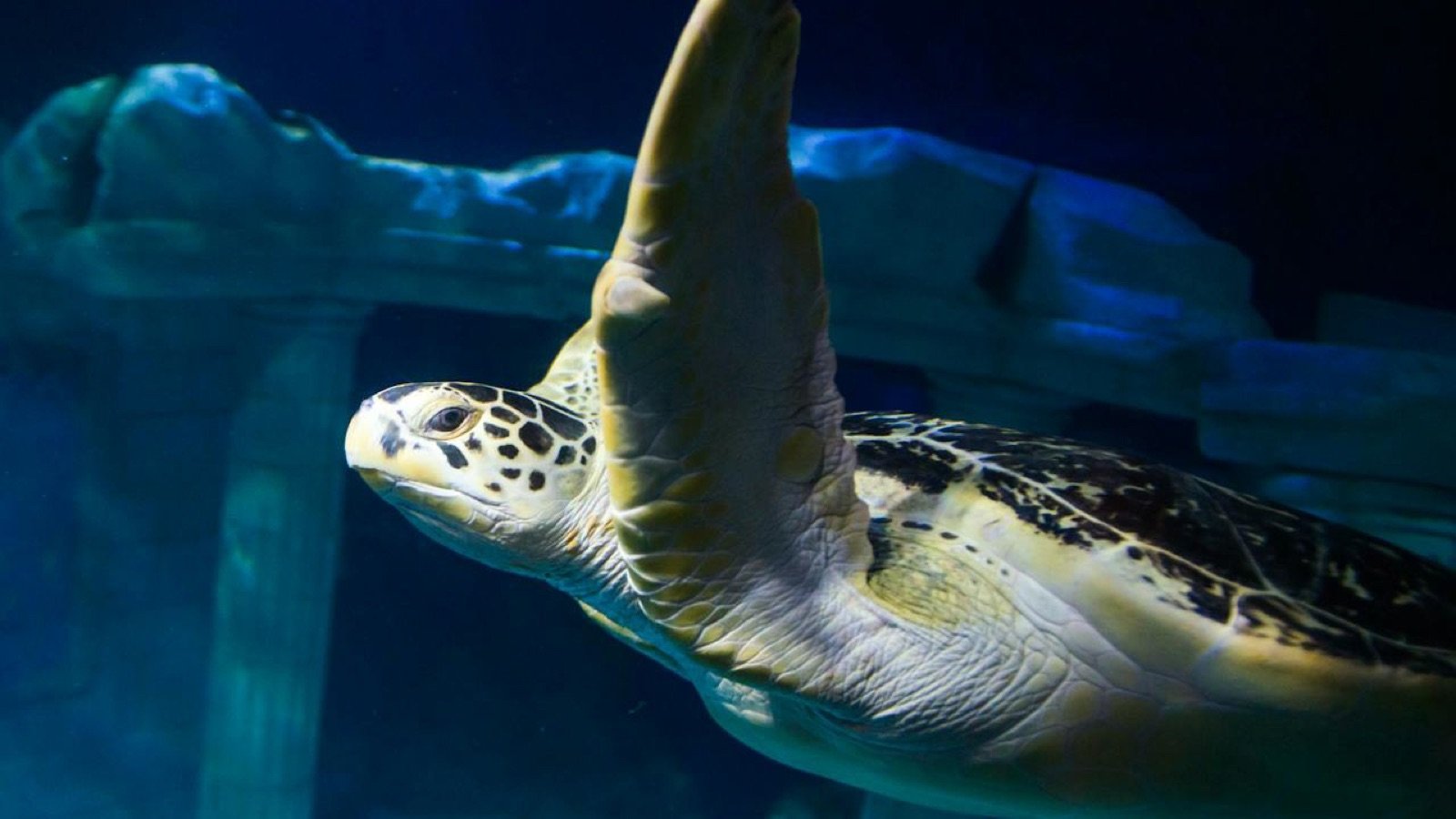 SEA LIFE Porto Tickets | Underwater Adventure