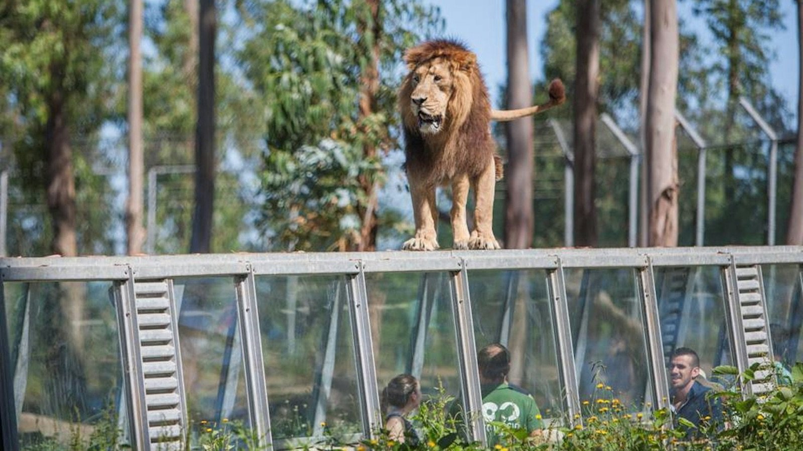 Zoo Santo Inácio Porto Tickets | Wildlife & Conservation