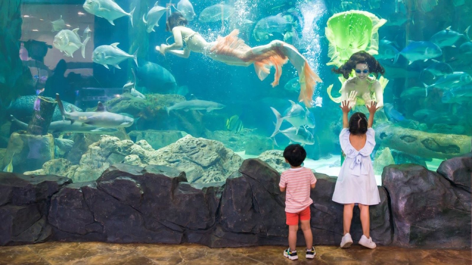 VinKE & Thy cung Times City Hanoi Tickets | Marine Life Exploration